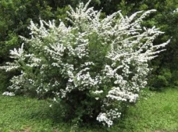 Спірея ніпонська 'Сноумаунд' (Spirea nipponica 'Snowmound')