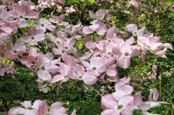 Дерен Коуза 'Сатоми' (Cornus kousa 'Satomi')