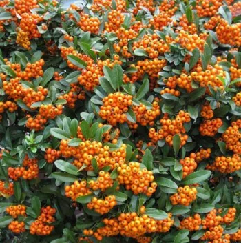 Пираканта ярко-красная 'Оранж Глоу' (Pyracantha coccinea 'Orange Glow')