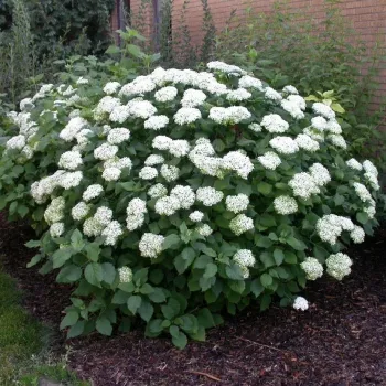 Гортензія деревоподібна 'Грандіфлора' (Hydrangea arborescens 'Grandiflora')