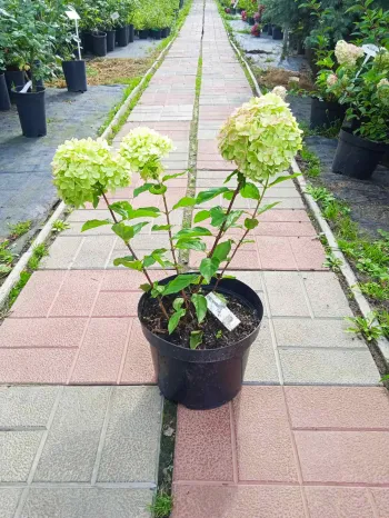 Гортензия метельчатая Литтл Лайм (Hydrangea paniculata Little Lime)