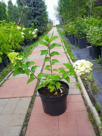 Гортензия метельчатая Мон Блан (Hydrangea paniculata Mont Blanc)