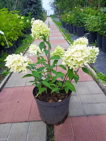 Гортензия метельчатая Скайфол (Hydrangea paniculata Skyfall)