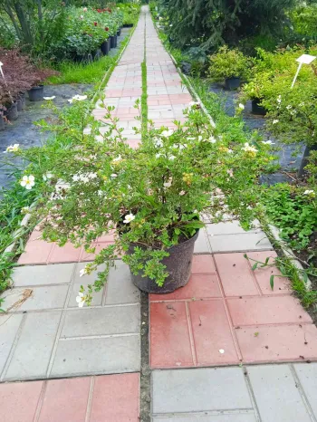 Лапчатка кустарниковая Абботсвуд (Potentilla fruticosa Abbotswood)