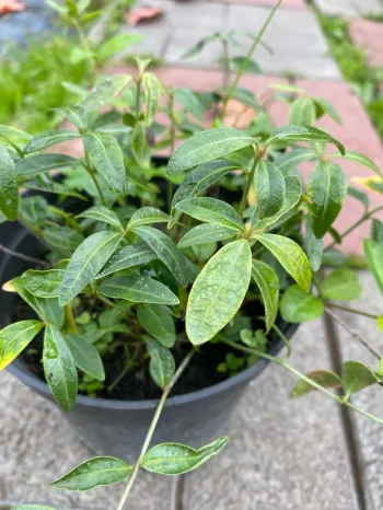 Барвинок (Vinca)