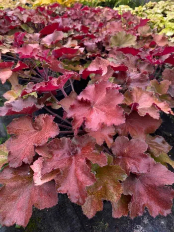 Гейхера гибридная 'Рекс рэд'( Heuchera hybride 'Rex Red')