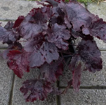 Герань луговая Клауд Найн(Geranium praténse Cloud Nine)