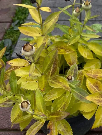 Платикодон синій (Platycodon)