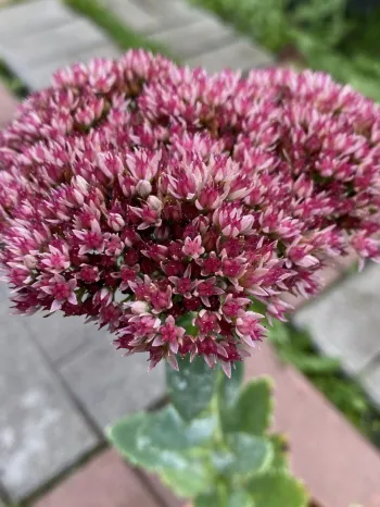 Седум Бриллиант (Sedum spectabile ‘Brilliant’)
