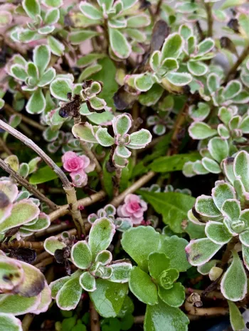 Седум/Очиток Триколор (Sedum spurium Tricolor)