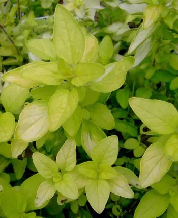 Орегано Голдтейлер (Oregano Goldtaler)