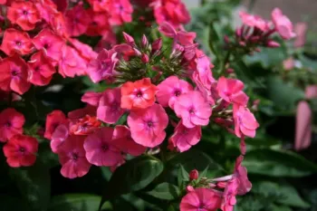 Флокс Флейм Корал (Phlox paniculata Flame Coral)