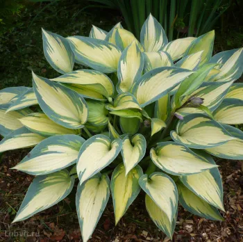 Хоста Джун (Hosta June)