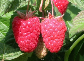 Малина Cascade Delight