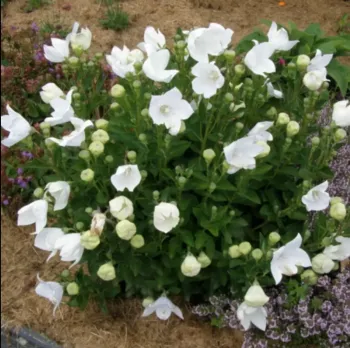 Платикодон 'Астра Вайт' (Platycodon 'Astra White')