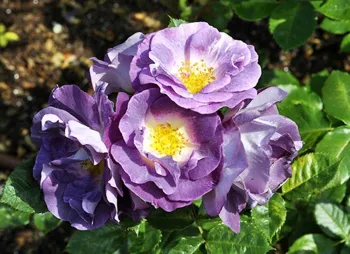 Троянда флорибунда Blue for You (Rosa 'Blue for You')