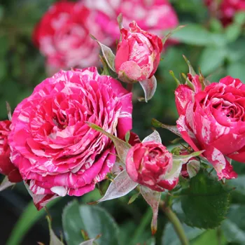 Роза Арроу Фолиес ( Rosa 'Arrow Folies' )