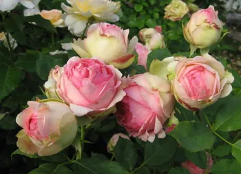 Роза Ферст Леди (Rosa 'First Lady')