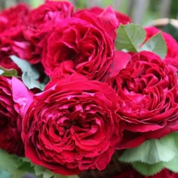 Роза чайно-гибридная Госпел (Rosa 'Gospel')