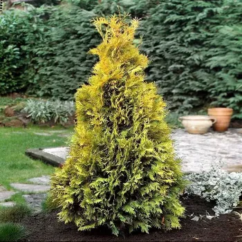 Туя западная 'Еллоу Рибон' (Thuja occident 'Yellow Ribbon')
