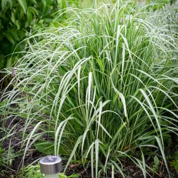 Вейник остроцветковый ('Calamagrostis acutiflora')