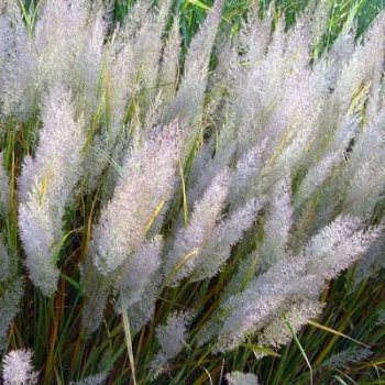Вейник бриллиантовый ('Calamagrostis brachytricha')