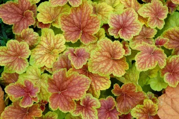 Гейхера Дельта Дон ('Heuchera hybrida Delta Dawn')