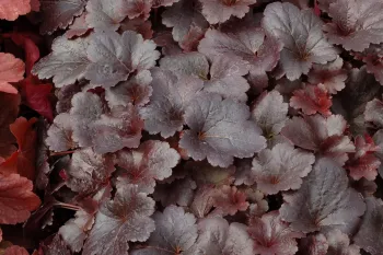 Гейхера Готем  ('Heuchera Gotham')