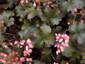 Гейхера Рокиз Блэк  ('Heuchera Rockies Black')