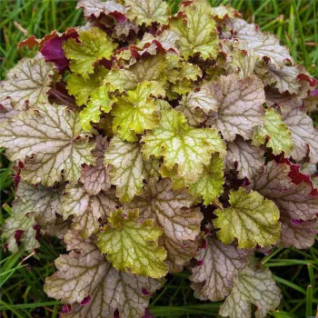 Гейхера Ворлд Кафе Амаретто ('Heuchera World Caffe Amaretto')