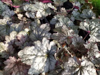 Гейхера Ворлд Кафе Корретто ('Heuchera World Caffe Corretto')