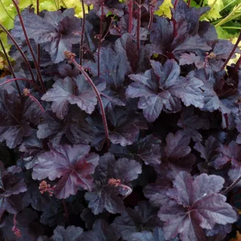 Гейхера Блек Тафетта ('Heuchera Black Tafetta')
