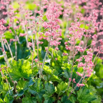 Гейхера Литтл Кьюти Пепперминт ('Heuchera hybride Little Cutie Peppermint)
