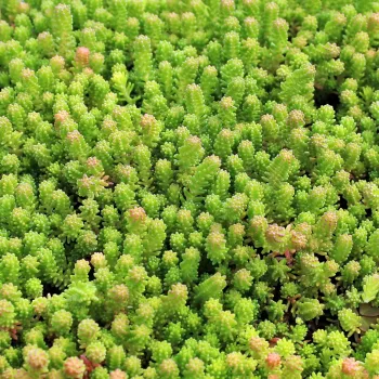 Седум/очиток шестирядный ('Sedum sexangulare')