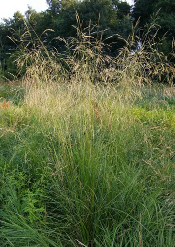 Щучник дернистый Тардифлора ('Deschampsia cespitosa Tardiflora')