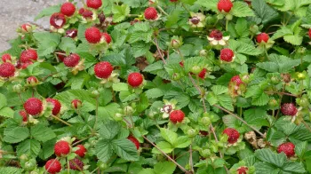 Дюшенея ('Duchesnea')