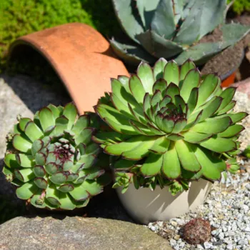 Молодило БигСэм Хром Грин (Sempervivum 'BigSam Chrome Green' )