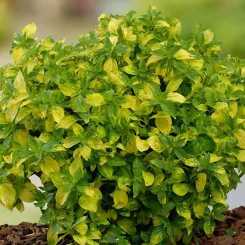 Мята Джинжер ('Mentha Ginger')