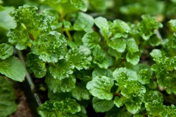 Мята кудрявая Криспа ('Mentha spicata Crispa')
