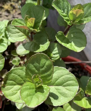 Мята Мандариновая ('Menta Thahi')