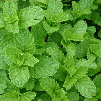 Мята Марокканская ('Menta Moroccan')
