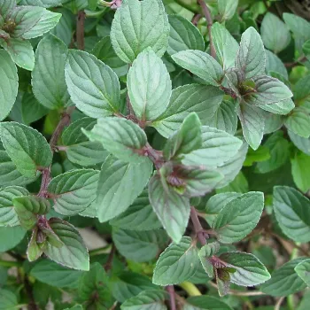 Мята Шоколадная ('Mentha Chocolate')
