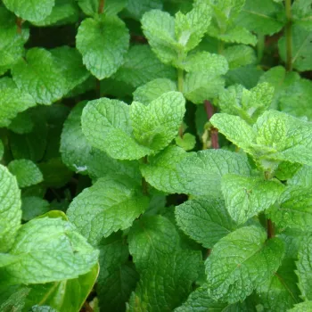 Мята Яблочная ('Mentha Rotundifolia')