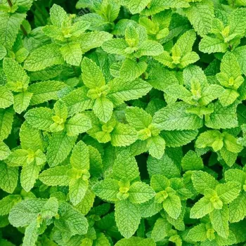 Мята колосистая Якима ('Mentha spicata Yakima')
