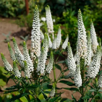 Вероника колосистая 'Ферст Леди' (Veronica spicata 'First Lady')
