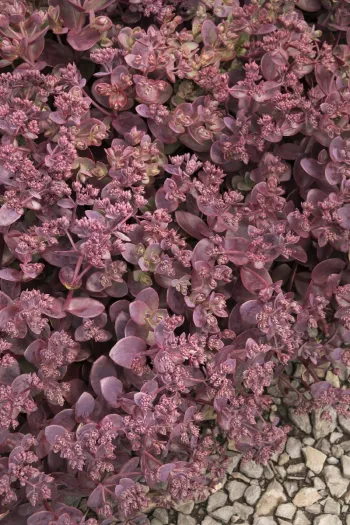 Седум Чери Тарт ('Sedum Cherry Tart')