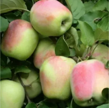 Яблоня 'Памяти Есаула' (Malus domestica Borkh.)