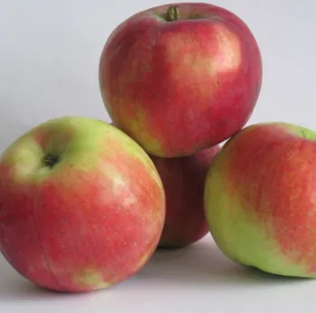 Яблоня Приам (Malus domestica 'Priam')