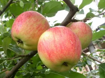 Яблоня 'Чемпион' (Malus 'Champion')