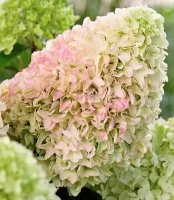 Гортензия метельчатая 'Диамантино' (Hydrangea paniculata 'Diamantino')